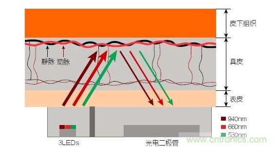 反射光脈搏測量原理。傳感器發(fā)出的光透過皮膚和組織，一部分被吸收，一部分被反射回檢測器。因為動脈中的血流量隨心臟的每次跳動會有所變化，因此光線被吸收的量以及檢測器收到的信號強度也會隨之發(fā)生改變。綠光可以在手腕處提供最佳結果，而紅光和紅外光一般用于手指測量。 8